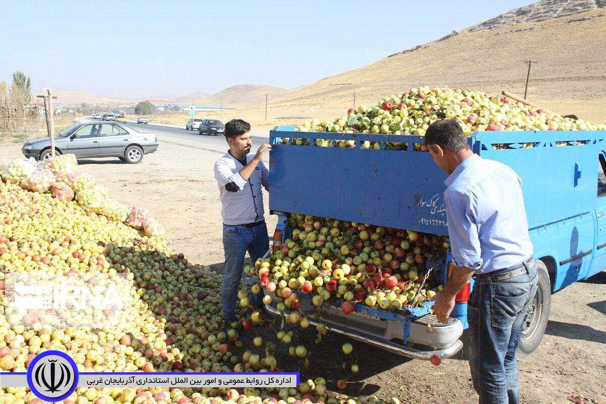 3 مرکز جمع آوری سیب زیردرختی در مهاباد تعیین شد