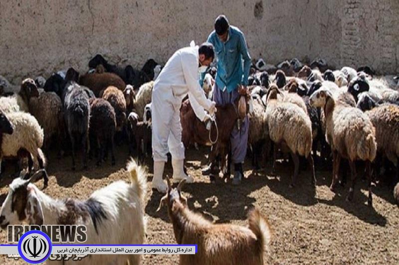 طرح مایه کوبی تب برفکی دام سبک در مهاباد آغاز شد.