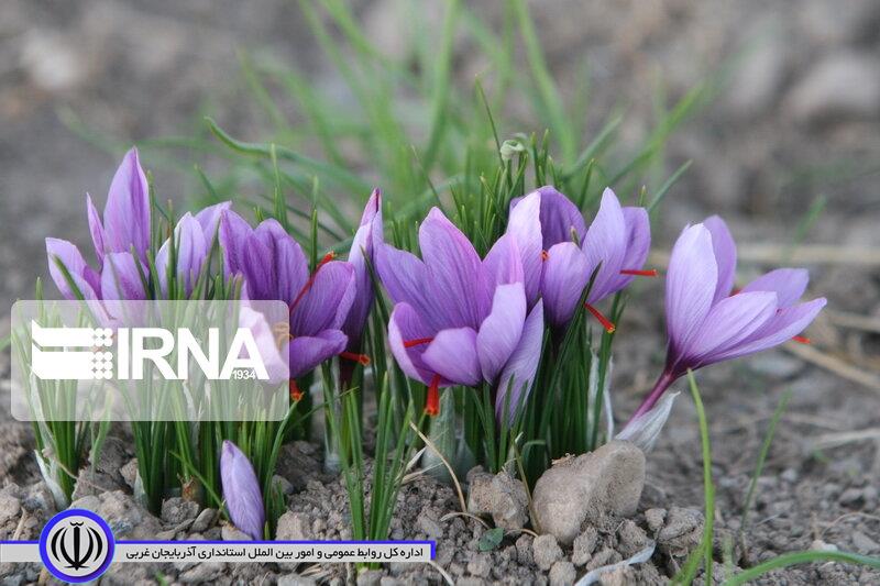 تجربه نخستین کشت زعفران در مهاباد