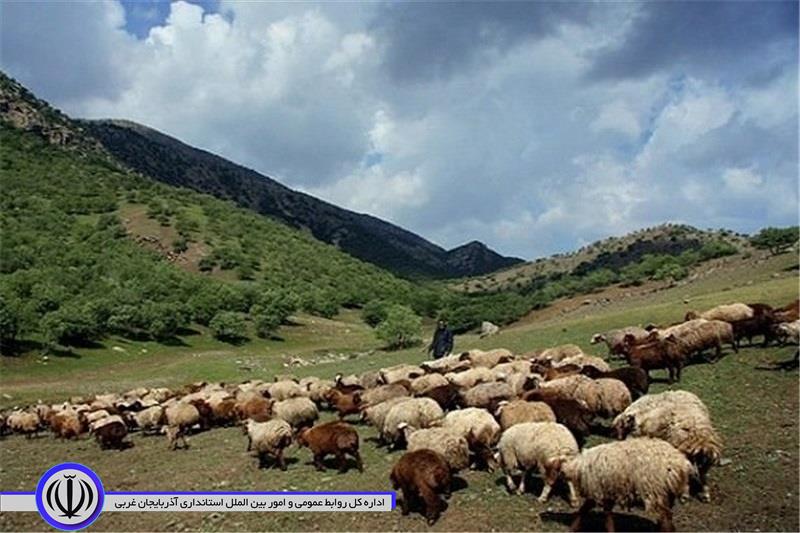 منابع طبیعی مهاباد نسبت به چرای زودرس دام در مراتع هشدار داد