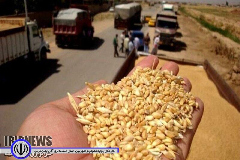 خرید ۳۸ هزار تن گندم مازاد از کشاورزان در شهرستان مهاباد