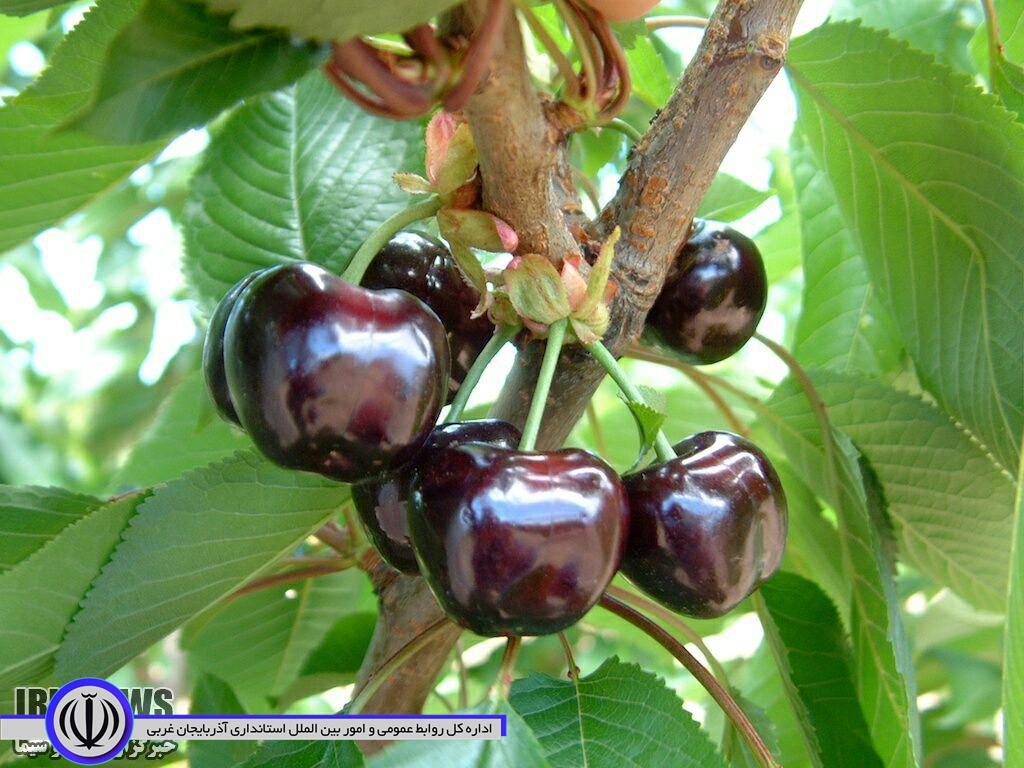 افزایش ۷۰ درصدی تولید میوه های هستهدار در مهاباد