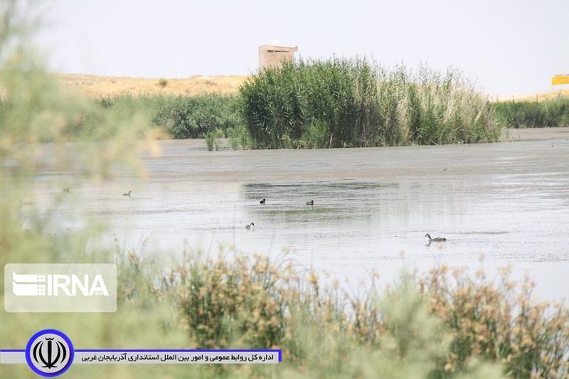 بخشهایی از تالاب کانیبرازان مهاباد احیا شد