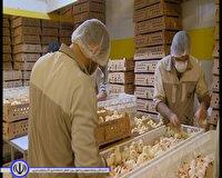 رکورد شکنی تولید کارآفرین مهابادی در شمالغرب کشور