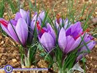 کشت طلای سرخ در مهاباد