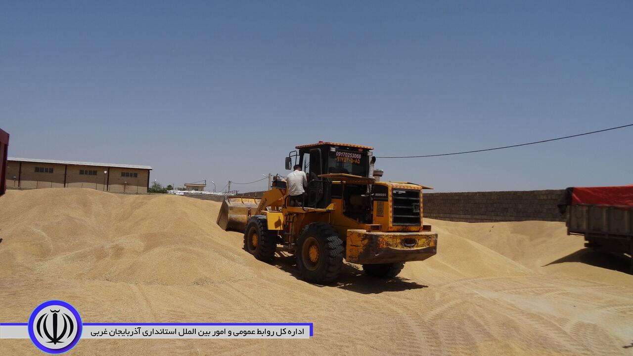 ۸ مرکز خرید گندم در مهاباد راهاندازی شد