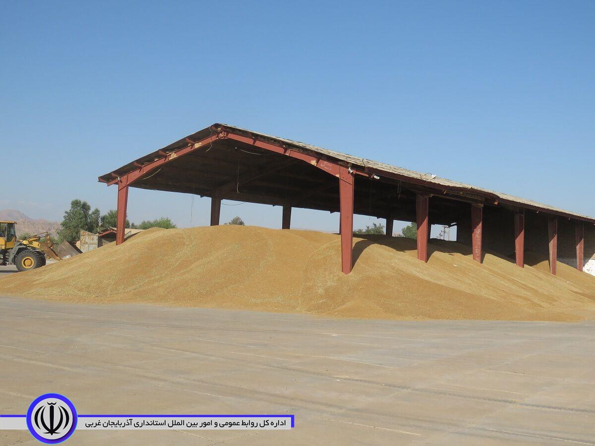 بیش از 10 هزار تُن گندم در مهاباد خریداری شد