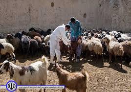 ادامه طرح مایه کوبی رایگان علیه بیماری بروسلوز در مهاباد