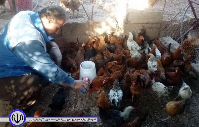 مرحله سوم مایهکوبی طیور علیه بیماری نیوکاسل در مهاباد آغاز شد