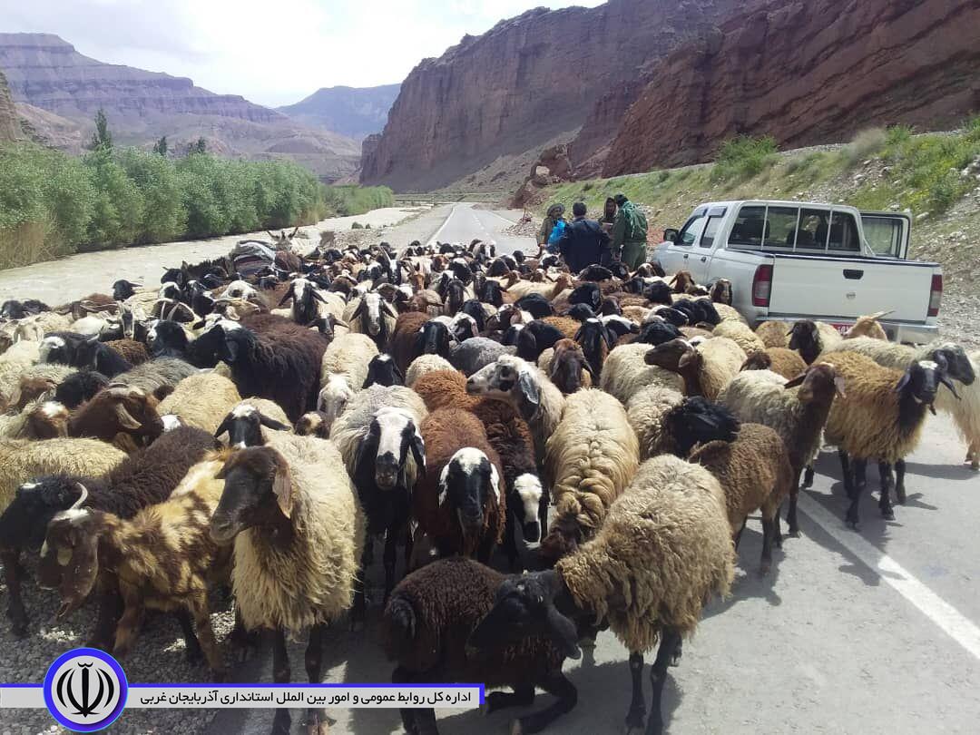 آغاز کوچ بهاره عشایر مهاباد