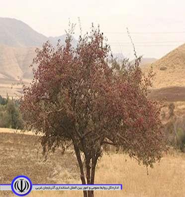 آغاز برداشت زالزالک در دامن کوهستان های مهاباد