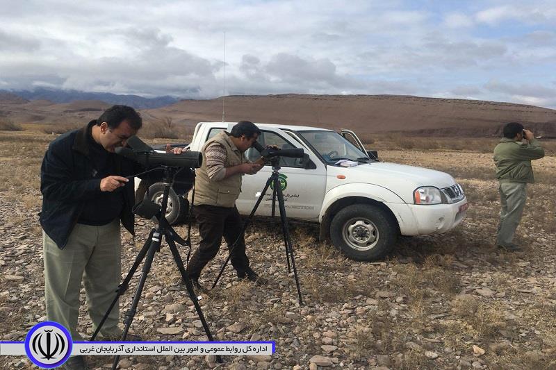 سرشماری زمستانی پرندگان در منابع آبی مهاباد آغاز شد