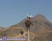 بازگشت لک لک ها به مناطق روستایی خلیفان