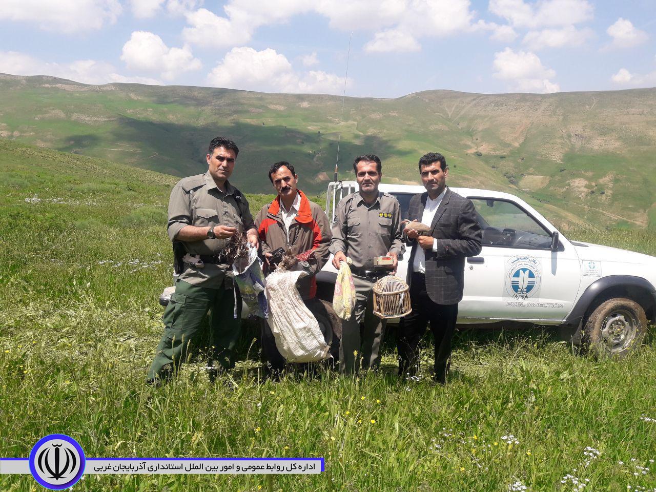 دستگیری شکارچیان کبک در مهاباد