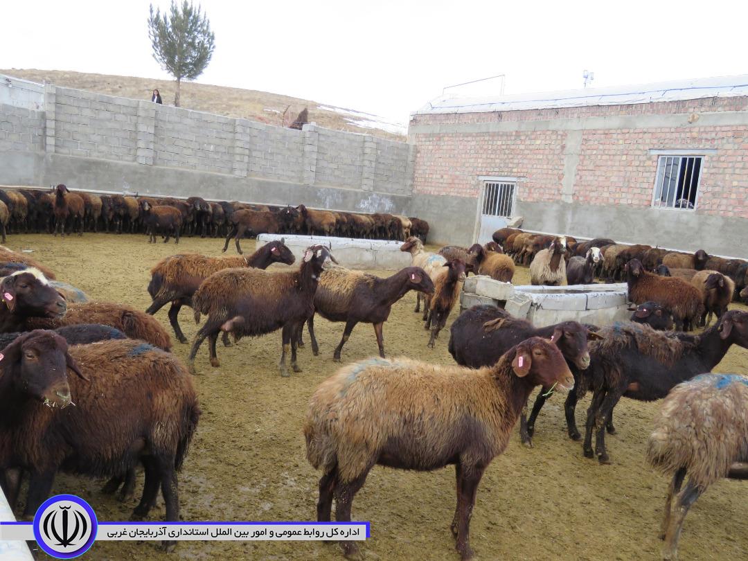 یک طرح کشاورزی در مهاباد به بهره برداری رسید