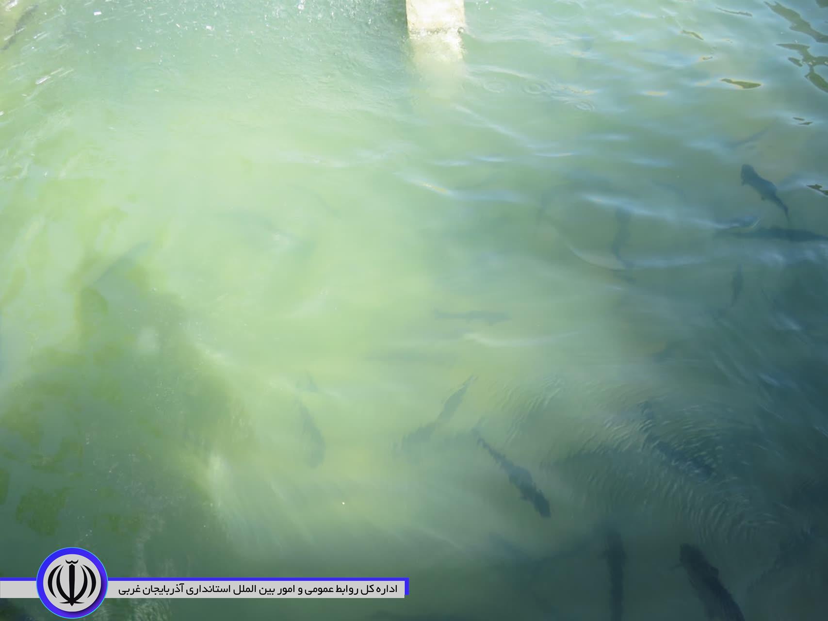 پروژه پرورش ماهی قزل آلا در مهاباد افتتاح شد