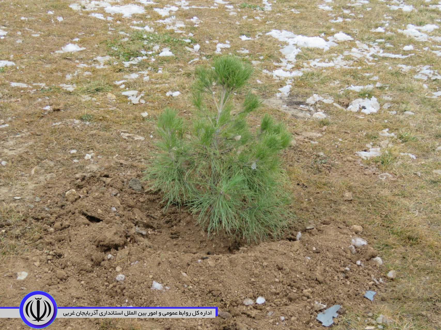پویش درختکاری به مناسبت «روز پدر» در مهاباد اجرا شد