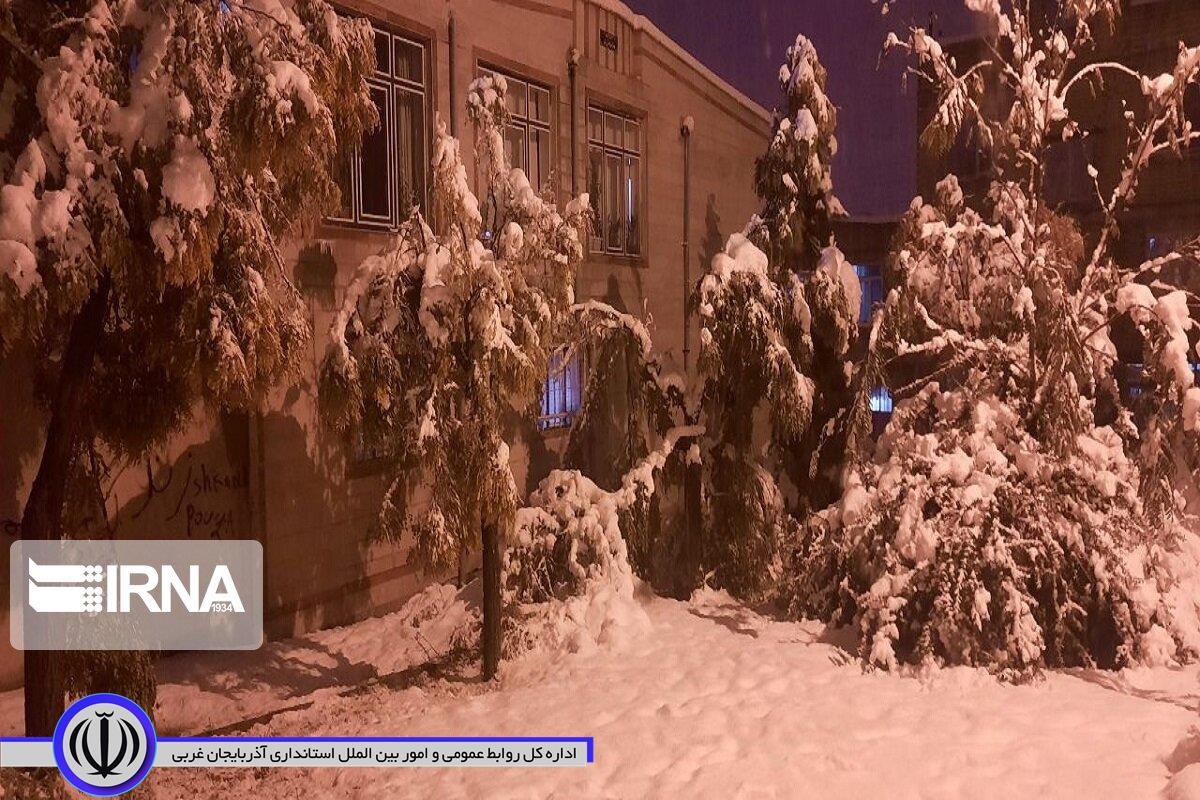 شکستن شاخ و برگ درختان بر اثر بارش برف سنگین در مهاباد