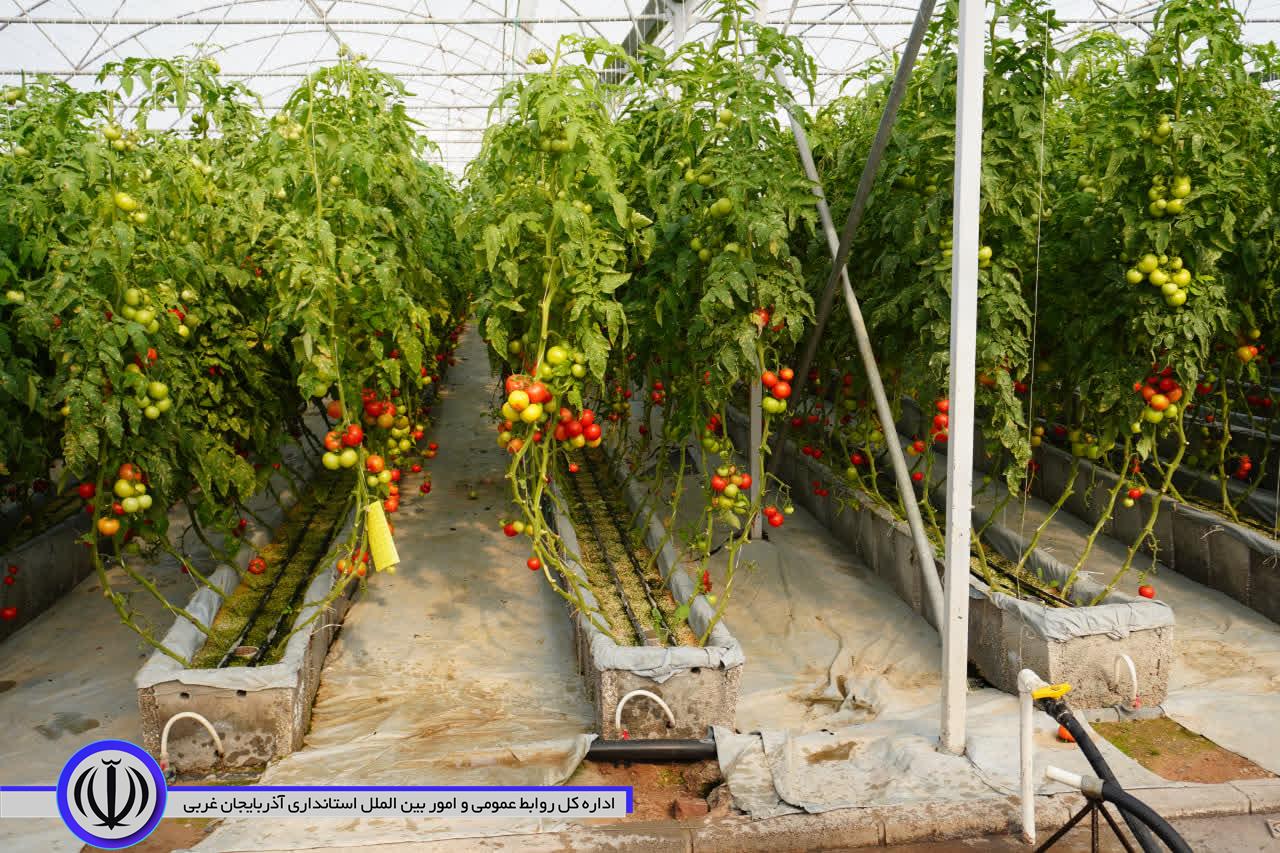 بازدید مدیر شرکت شهرکهای کشاورزی وزارت جهاد کشاورزی از مجتمع گلخانه ای مهاباد