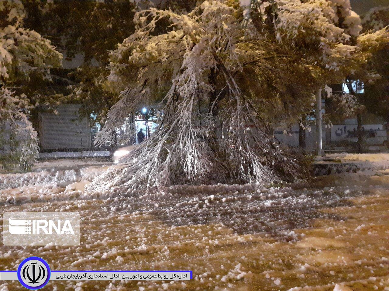 شکستن شاخ و برگ درختان بر اثر بارش برف سنگین در مهاباد