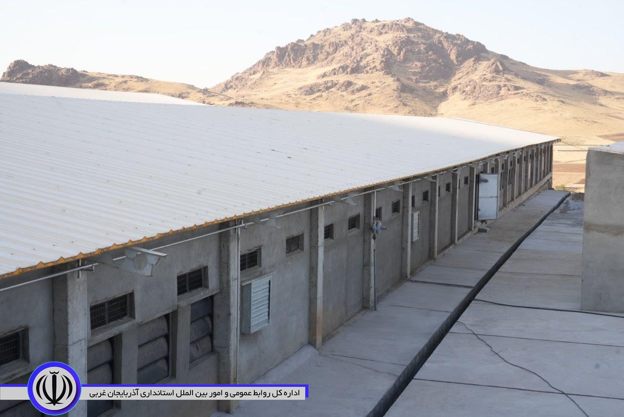 افتتاح واحد پرورش مرغ مادر گوشتی در مهاباد