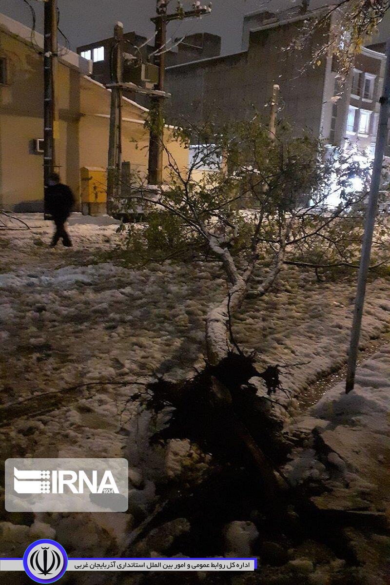 شکستن شاخ و برگ درختان بر اثر بارش برف سنگین در مهاباد