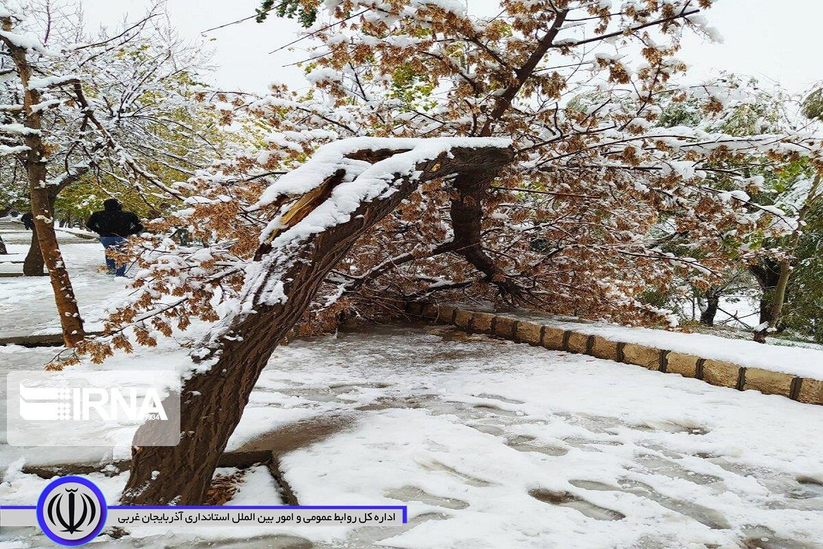 شکستن شاخ و برگ درختان بر اثر بارش برف سنگین در مهاباد