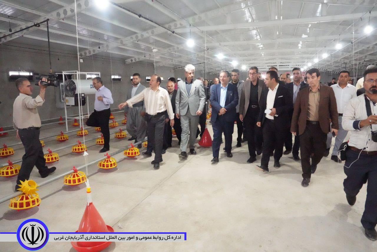 افتتاح واحد پرورش مرغ مادر گوشتی در مهاباد